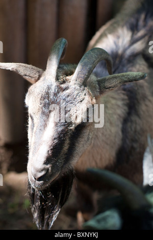 A pygmy goat Stock Photo