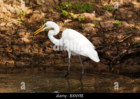 gray heron Stock Photo