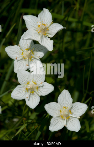 Grass of Parnassus (Parnassia palustris) Stock Photo