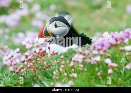 Atlantic Puffin (Fratercula arctica), adults in thrift Stock Photo