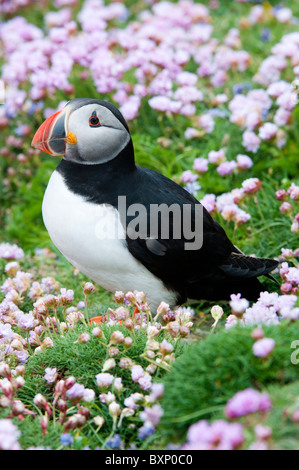 Atlantic Puffin (Fratercula arctica), adults in thrift Stock Photo