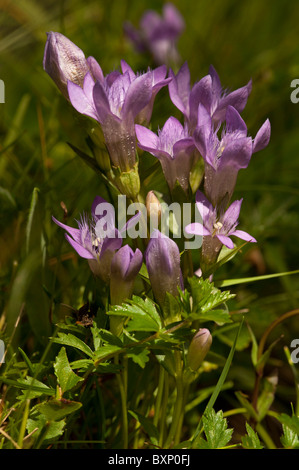 Field Gentian (Gentianella campestris) Stock Photo