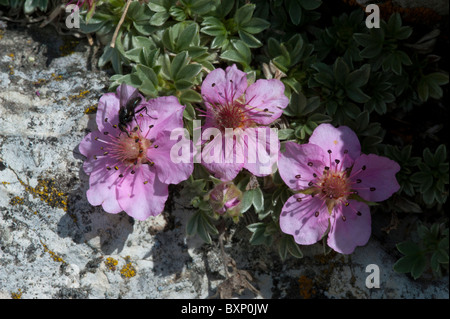 Pink Cinquefoil (Potentilla nitida) Stock Photo