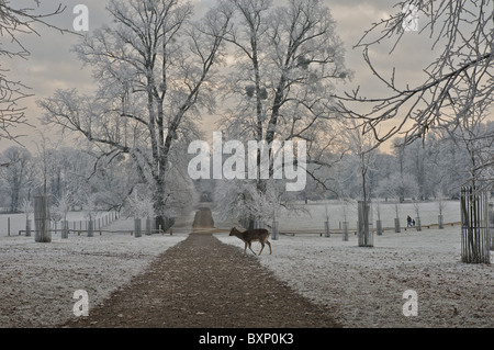 A lone deer walks through Burghley Park, Stamford during a cold frosty Winter's morning Stock Photo