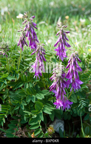 Alpine Sainfoin (Hedysarum hedysaroides ss. hedysaroides) Stock Photo