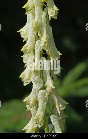 Wolfsbane (Aconitum lycoctonum ss. vulparia) Stock Photo