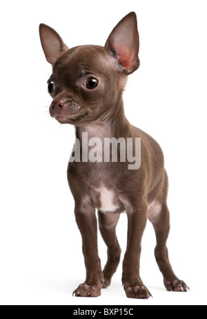Chihuahua Puppy, 10 weeks old, standing in front of white background Stock Photo