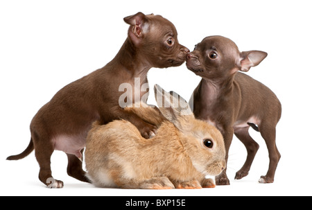 Two Chihuahua puppies and a rabbit, 10 weeks old, in front of white background Stock Photo