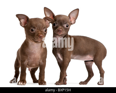 Two Chihuahua puppies, 10 weeks old, in front of white background Stock Photo