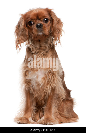 Cavalier King Charles Spaniel, 18 months old, sitting in front of white background Stock Photo