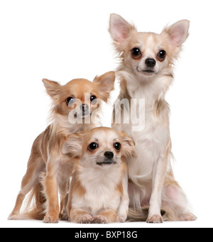 Chihuahuas, 9 months old, 2 years old, and 10 months old, in front of white background Stock Photo