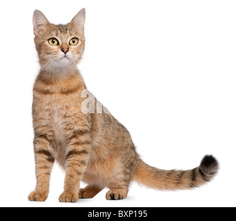 Bengal cat, 19 months old, in front of white background Stock Photo