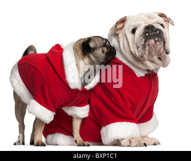 English Bulldog, 4 years old, and Pug, 2 years old, wearing Santa outfits in front of white background Stock Photo