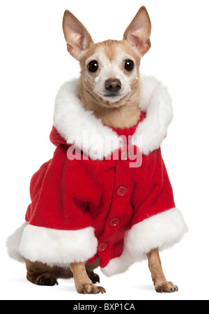 Mixed-breed dog wearing Santa outfit, 8 years old, in front of white background Stock Photo