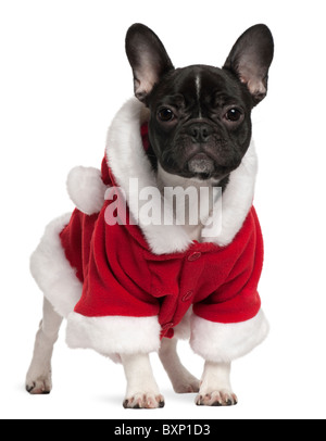 French Bulldog puppy wearing Santa outfit, 6 months old, in front of white background Stock Photo