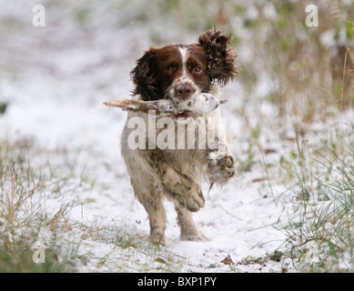 An English springer spaniel running through snow carrying a stick Stock Photo