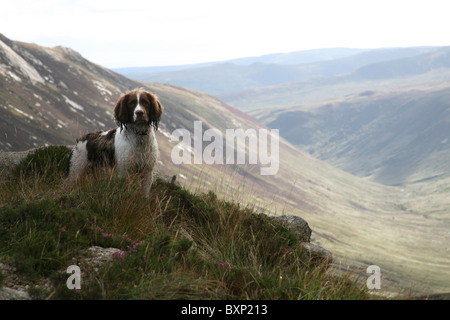 English Springer Spaniel in the Highlands Stock Photo
