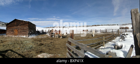 Draft horses in stable yard surrounded by winter snow, Colorado Stock Photo