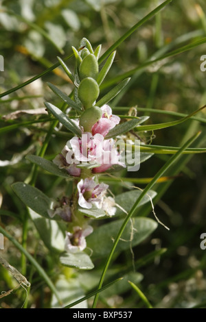 Sea Milkwort in flower Stock Photo