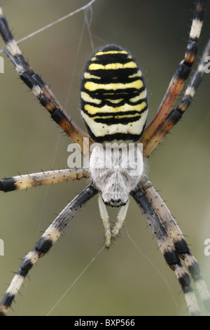 Female Wasp spider on web Stock Photo
