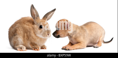 Chihuahua puppy playing with a rabbit in front of white background Stock Photo