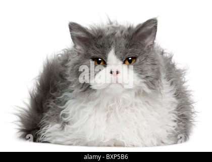 Selkirk Rex kitten, 5 months old, lying in front of white background Stock Photo