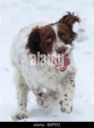 A dog, springer spaniel, runs through moorland towards the viewer Stock ...