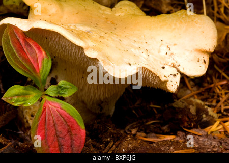 Hedgehog Mushroom (Hydnum repandum) an edible tooth-fungi growing in the Oregon forest. USA Stock Photo