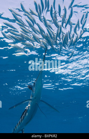 striped marlin, Tetrapturus audax, feeding on baitball of sardines or pilchards, Sardinops sagax, off Baja California, Mexico Stock Photo