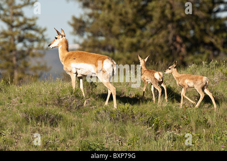 Stock photo of a pronghorn doe and twin fawns walking up a hill. Stock Photo