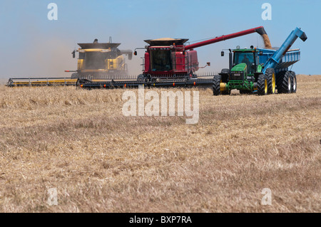 Wheat harvesting in far western New South Wales, Australia Stock Photo