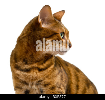 Young bengal cat or kitten looking sideways in profile shot Stock Photo