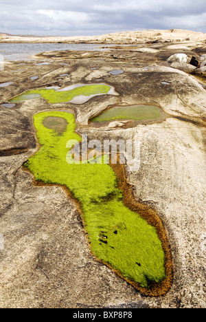 Green algae grow in puddles on a small glacially-shaped island of smooth, pink granite, west coast of Sweden Stock Photo