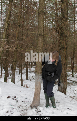 Person inspecting tree where Wild Boar have rubbed against after wallowing in mud Stock Photo