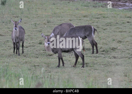 Waterbucks grassing in Pilanesberg Game Reserve, South Africa Stock Photo