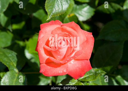 Quaker Star rose in the Queen Mary's Gardens, Regents Park Stock Photo