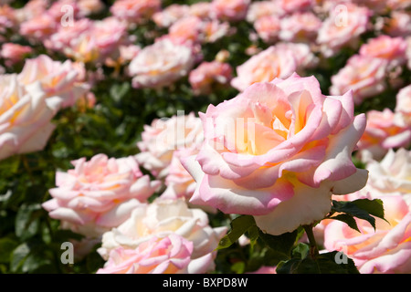 Perception rose in the Queen Mary's Gardens, Regents Park Stock Photo
