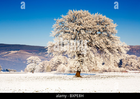 An isolated hoarfrost covered tree in the middle of a snow covered field in Winter, Scotland. Stock Photo