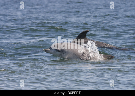 Juvenile bottlenose dolphin (Tursiops truncatus) surfacing next to its mother, Moray Firth, Scotland, UK