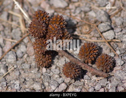 Casuarina equisetifolia fruit Stock Photo