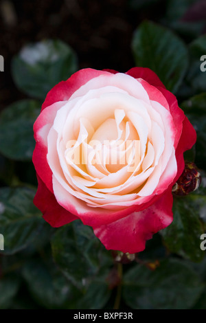 Nostalgia rose in the Queen Mary's Gardens, Regents Park Stock Photo