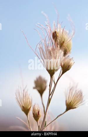 Blooms of the Apache plume, Fallugia paradoxa Stock Photo