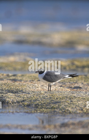 Laughing Gull Larus atricilla on sand exposed estuary at Cayo Guillermo, Republic of Cuba in April. Stock Photo