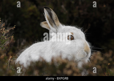 Mountain Hare (Lepus timidus) in white winter pelage, Highlands, Scotland, UK Stock Photo