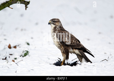 Common buzzard, Buteo buteo, single bird on dead moorhen in snow, West Midlands, December 2010 Stock Photo