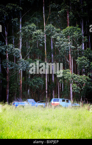 Two blue pick up trucks abandoned and rusting at the edge of some woods in Hawaii Stock Photo
