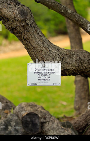 Information board identifying Wild Olive tree , Kirstenbosch Botanical Gardens, Cape Town, South Africa Stock Photo