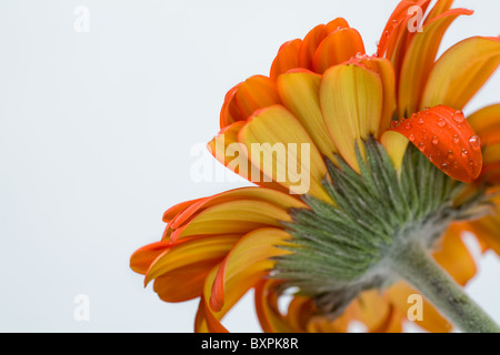 View of open bell of orange daisy from below isolated on white background Stock Photo