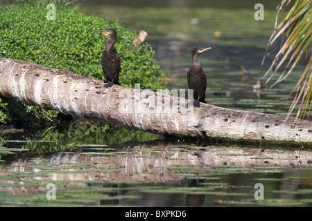 Neotropic Cormorant Phalacrocorax brasilianus perched on emergent log at La Boca lake, Republic of Cuba in March. Stock Photo