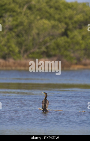 Neotropic Cormorant Phalacrocorax brasilianus perched on emergent log at lake in Zapata, Republic of Cuba in April. Stock Photo